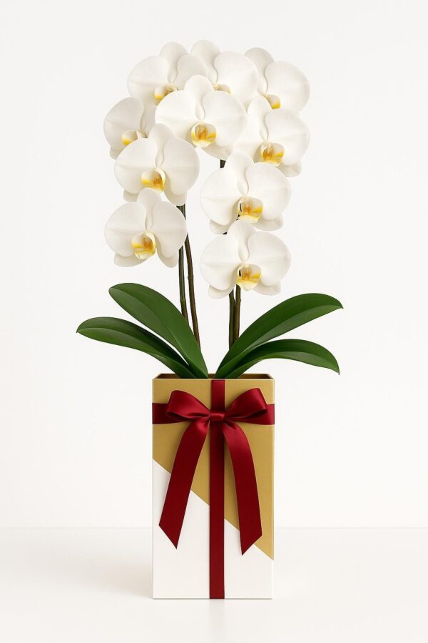 Medium-size White & Gold Orchid Gift Box