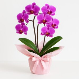 Medium-size Purple Orchid Bouquet in Soft Pink Wrap