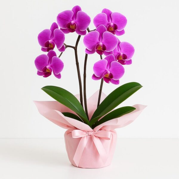 Medium-size Purple Orchid Bouquet in Soft Pink Wrap