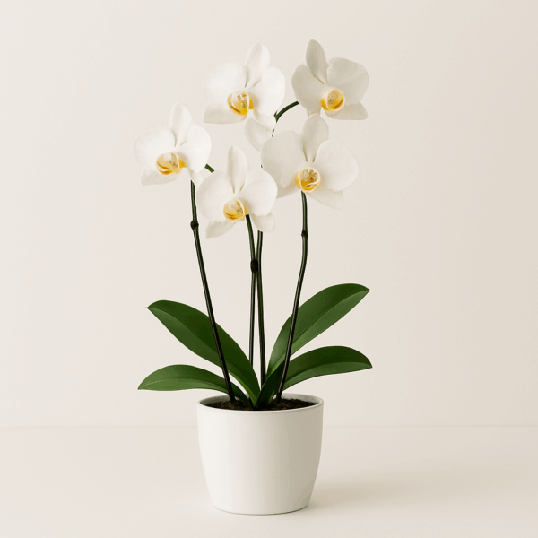 Small-size White Vase with 5 Orchid Stems