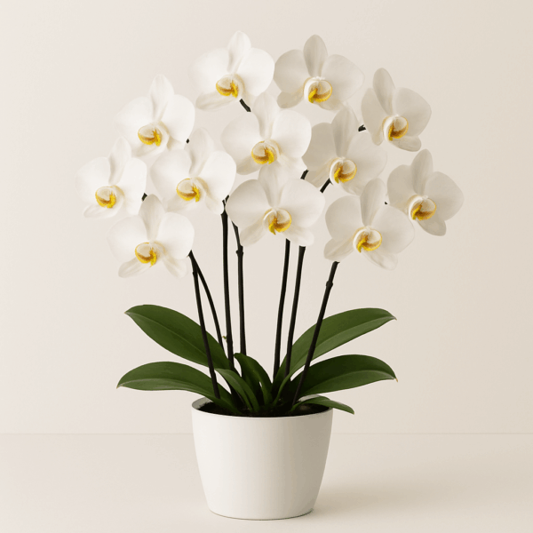 Medium-size White Vase with 8 Orchid Stems