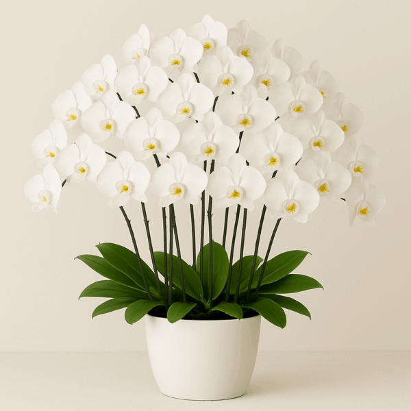 Large-size White Vase with 5 Orchid Stems