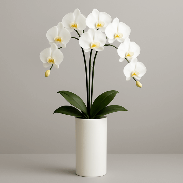 Tall-size White Vase with 3 Orchid Stems