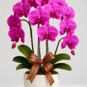Medium-size Pink Orchid Pot with Festive Ribbon