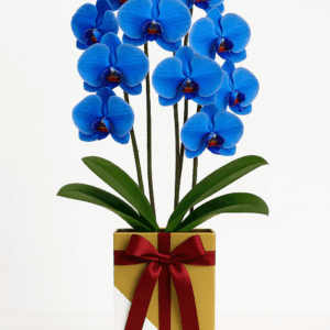 Premium Blue Orchids in White & Gold Gift Box