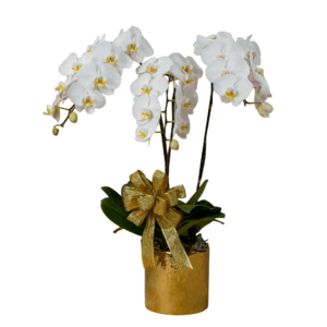 White Phalaenopsis 3 in 1