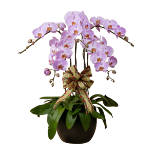 Pink Phalaenopsis 5 in 1