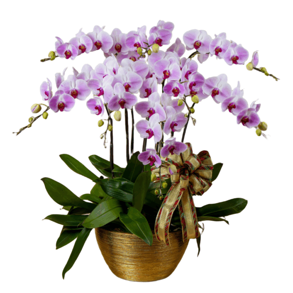 Pink Phalaenopsis 8 in 1