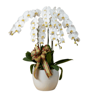 White Phalaenopsis 5 in 1
