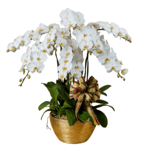 White Phalaenopsis 8 in 1