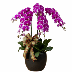 Purple Phalaenopsis 8 in 1