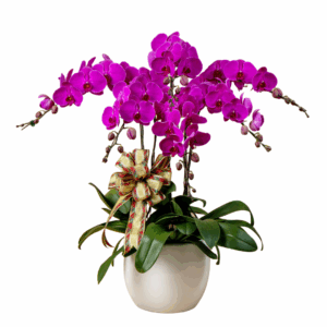 Purple Phalaenopsis 5 in 1