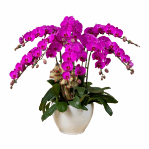 Purple Phalaenopsis 6 in 1