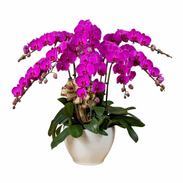 Purple Phalaenopsis 6 in 1