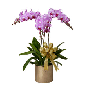 Pink Phalaenopsis 3 in 1