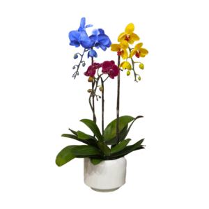 Orchids of Glory