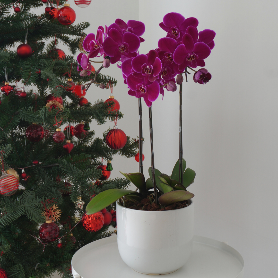 Christmas Orchid Collection - Image 10