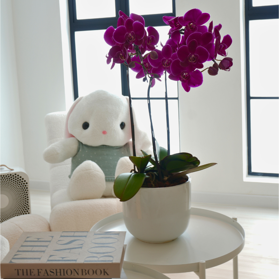 Christmas Orchid Collection - Image 9