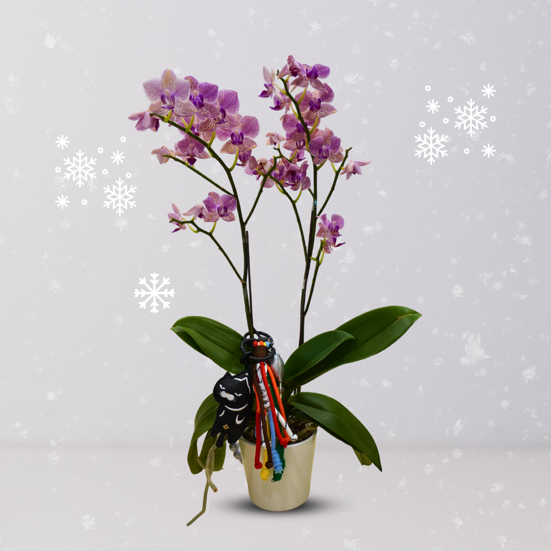 Christmas Orchid Collection - Image 4