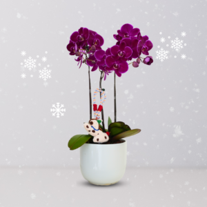 Christmas Orchid Collection