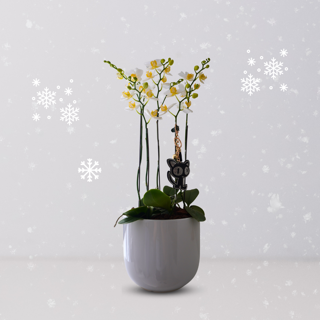 Christmas Orchid Collection - Image 3