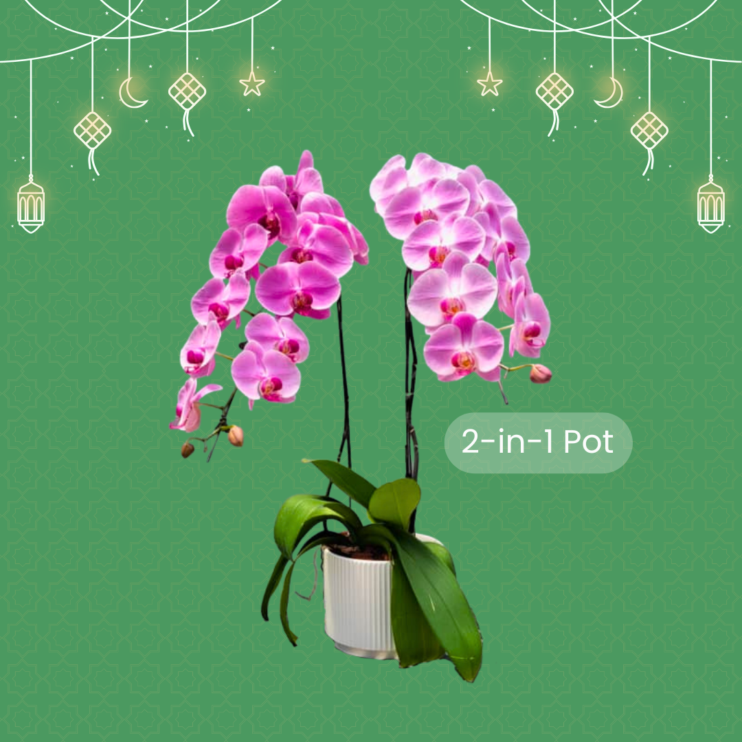 Raya Bloom ’26 - Image 2