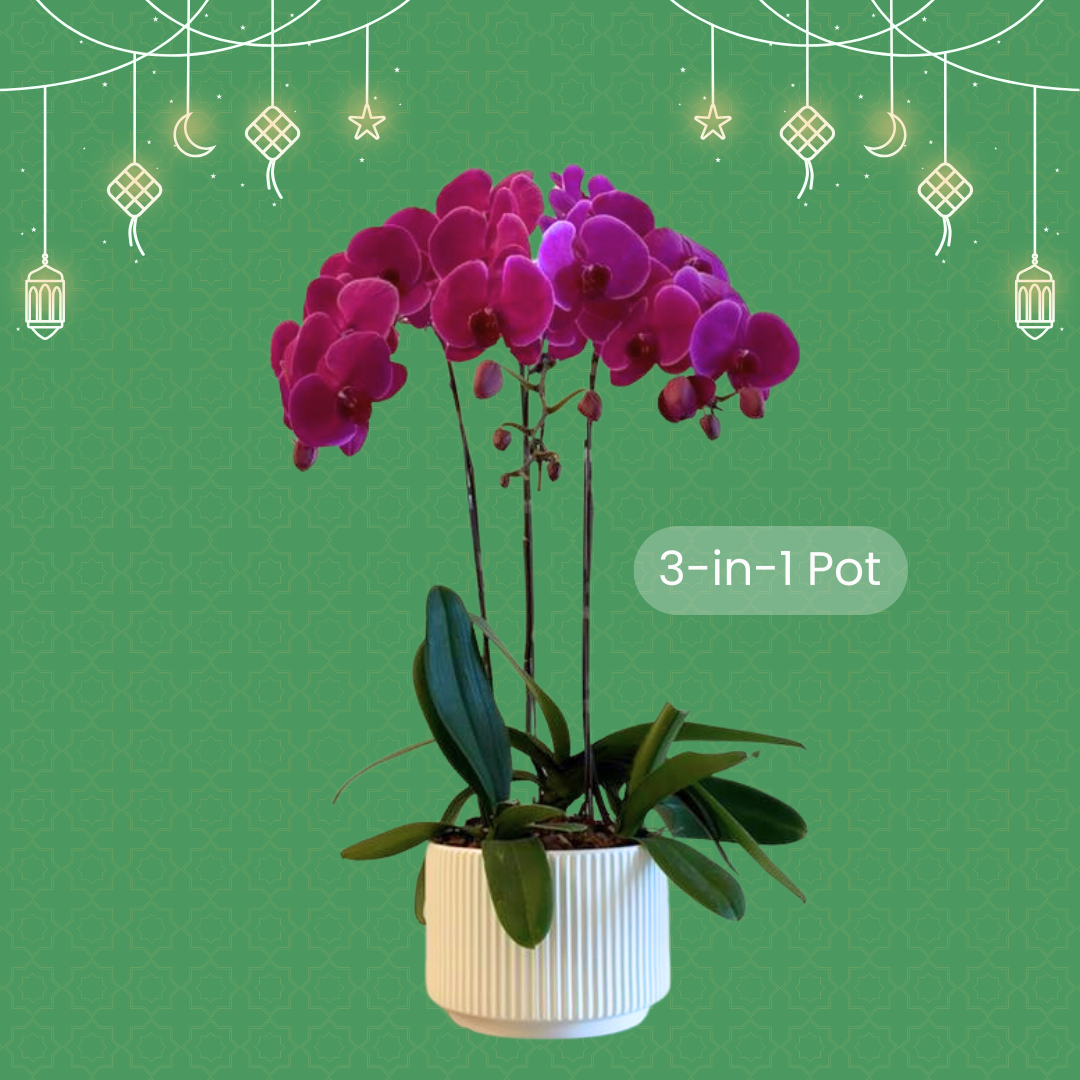 Raya Bloom ’26 - Image 3