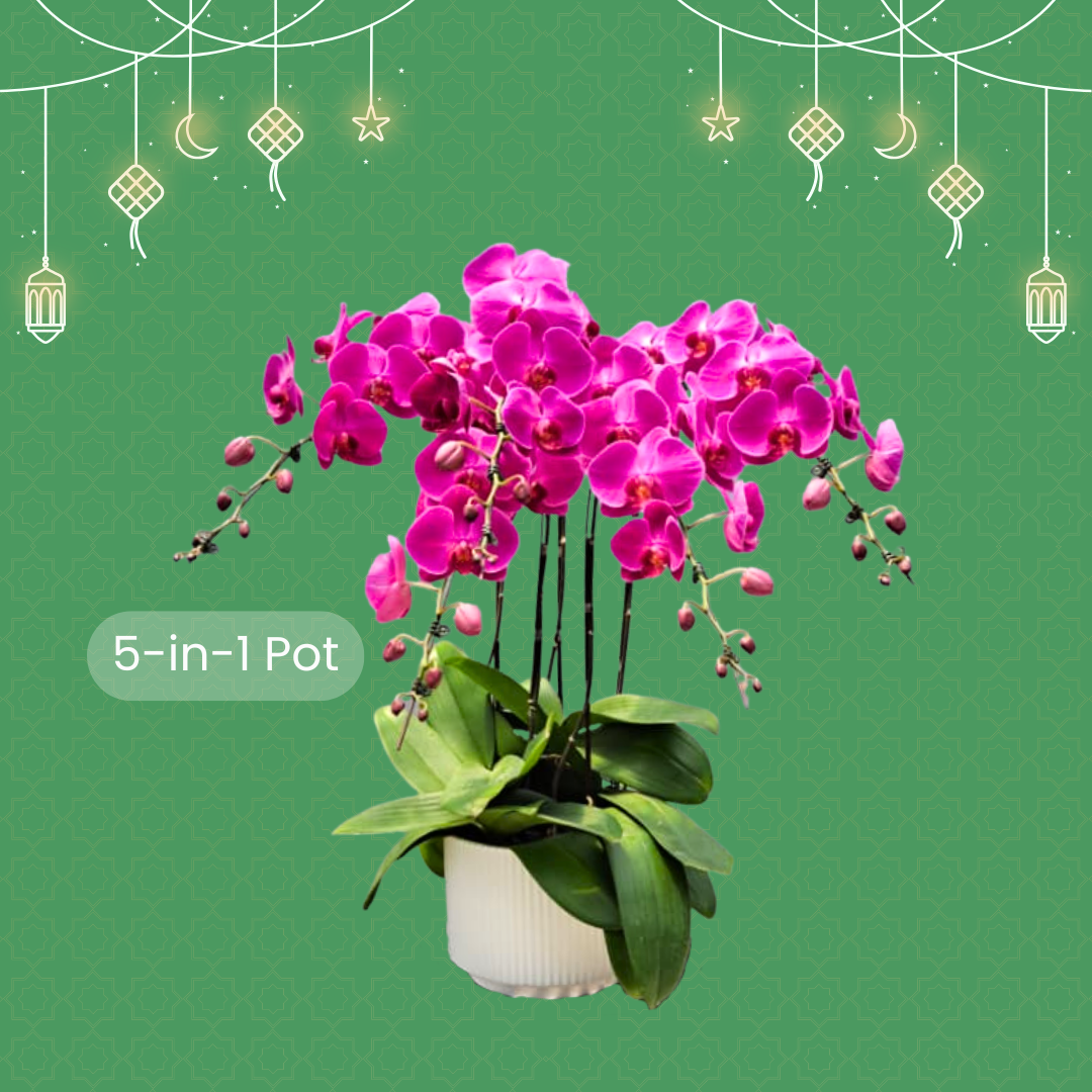 Raya Bloom ’26 - Image 4