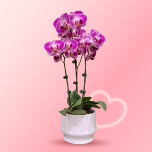 The Mother’s Day Orchid